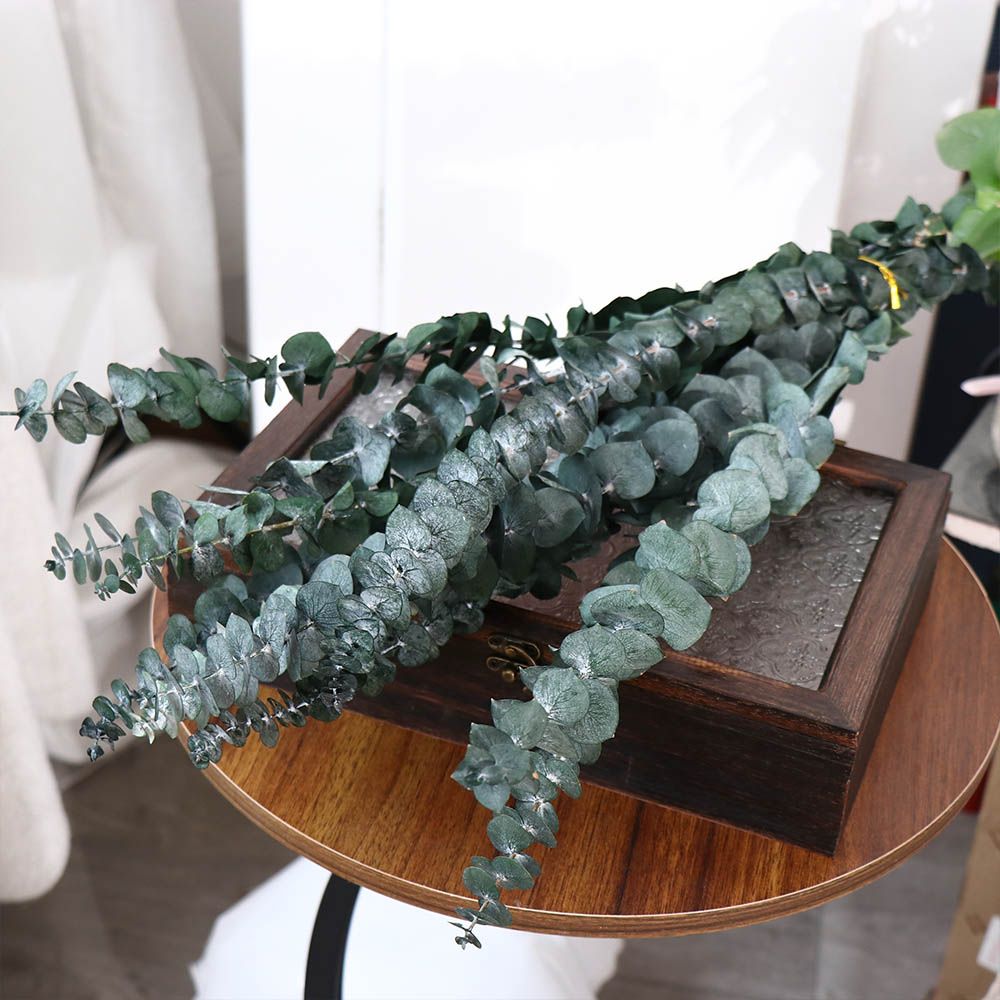 10 pièces de feuilles naturell - Eucalyptus Preserved avis et prix